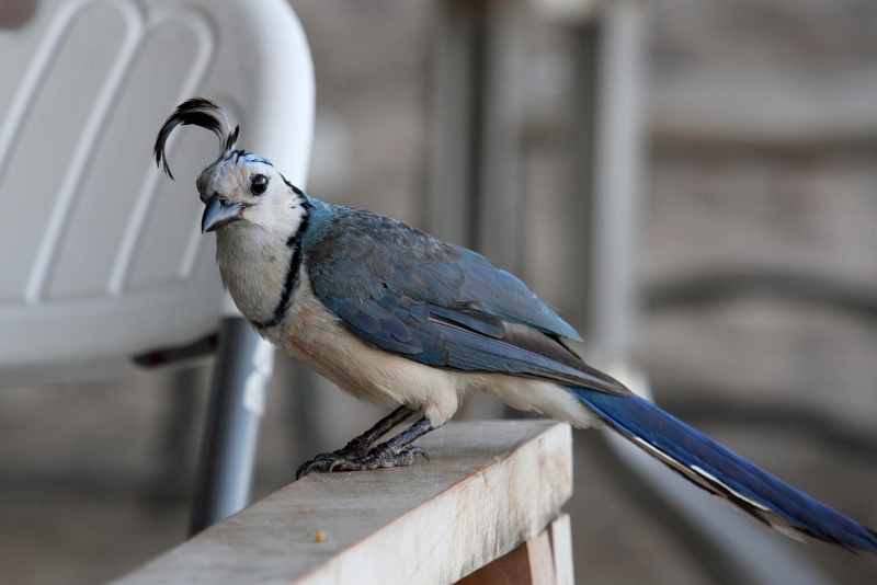 White-throated Magpie-Jay