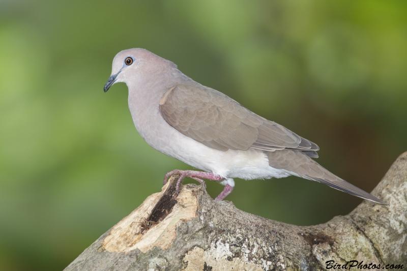 White-tipped Dove