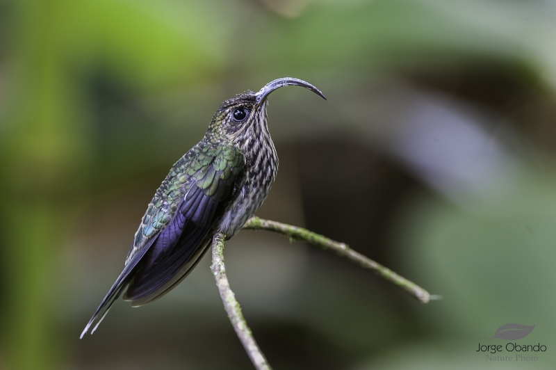 White-tipped Sicklebill