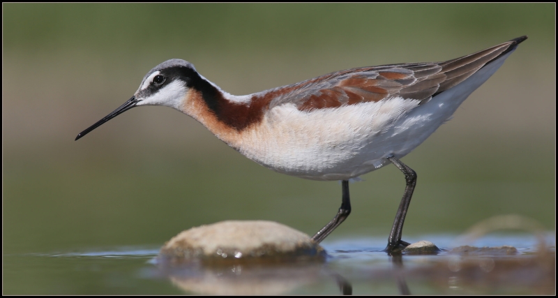 Wilson's Phalarope