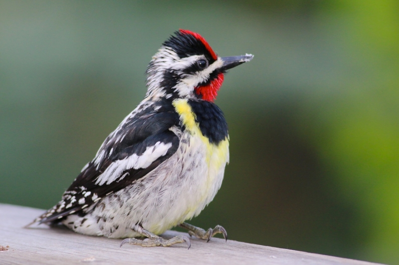 Yellow-bellied Sapsucker