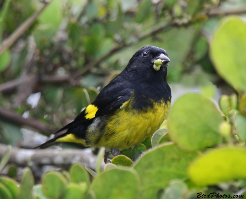 Yellow-bellied Siskin