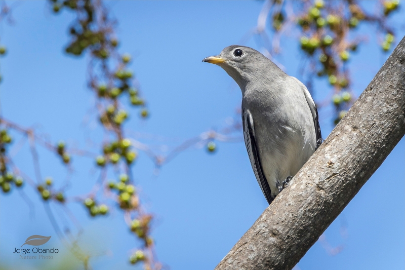 Yellow-billed Cotinga