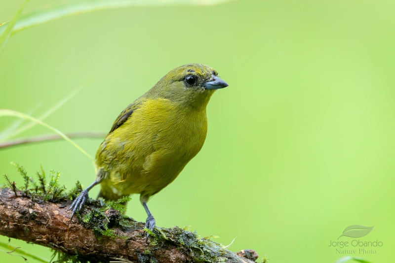 Yellow-crowned Euphonia