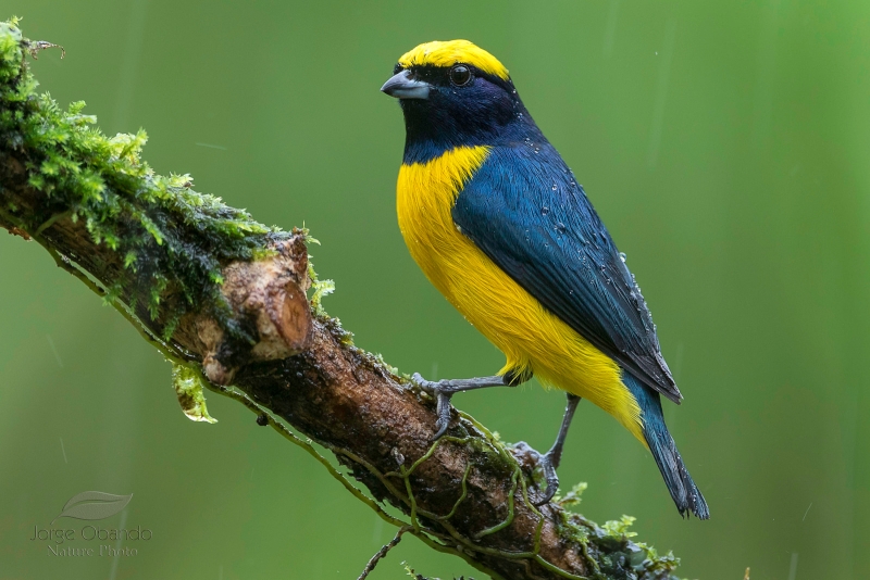 Yellow-crowned Euphonia