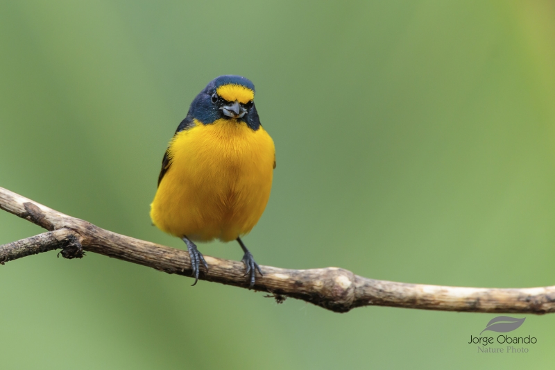 Yellow-throated Euphonia