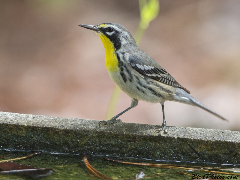 Yellow-throated Warbler