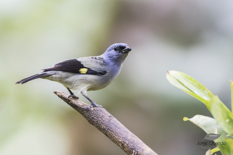 Yellow-winged Tanager