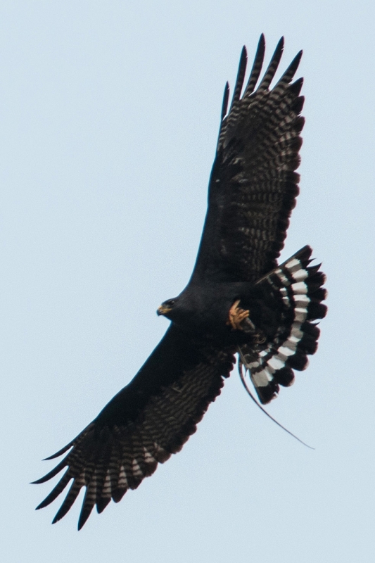 Zone-tailed Hawk