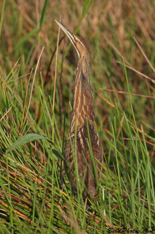 American Bittern