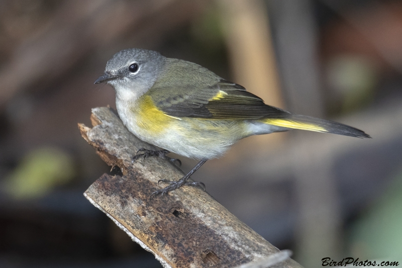 American Redstart