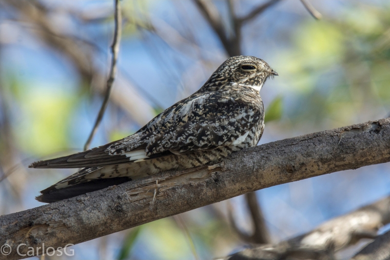 Antillean Nighthawk