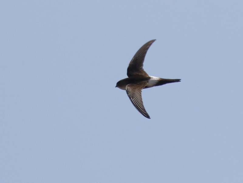 Antillean Palm Swift