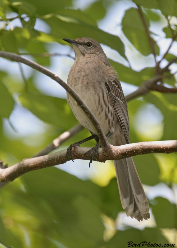 Bahama Mockingbird