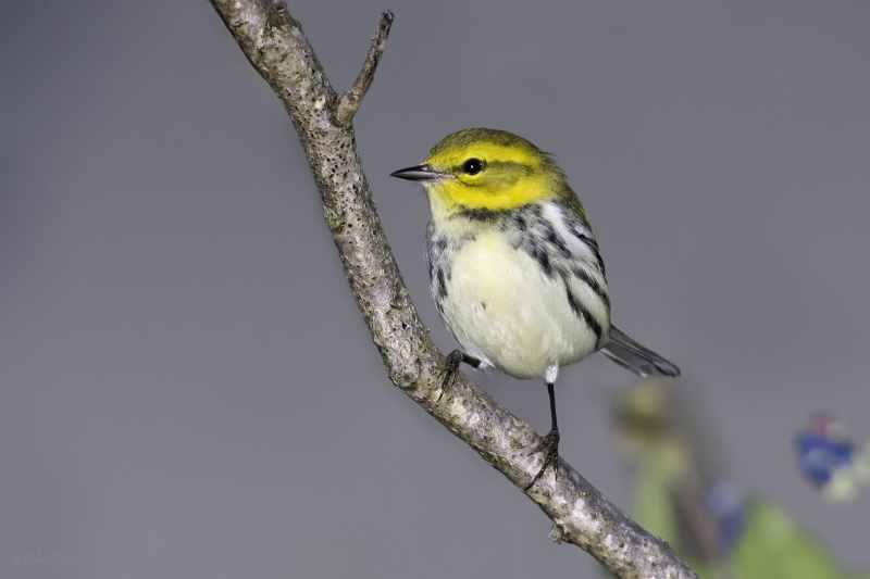 Black-throated Green Warbler