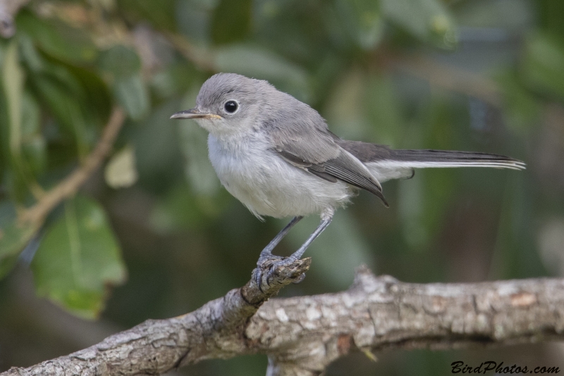 Blue-grey Gnatcatcher