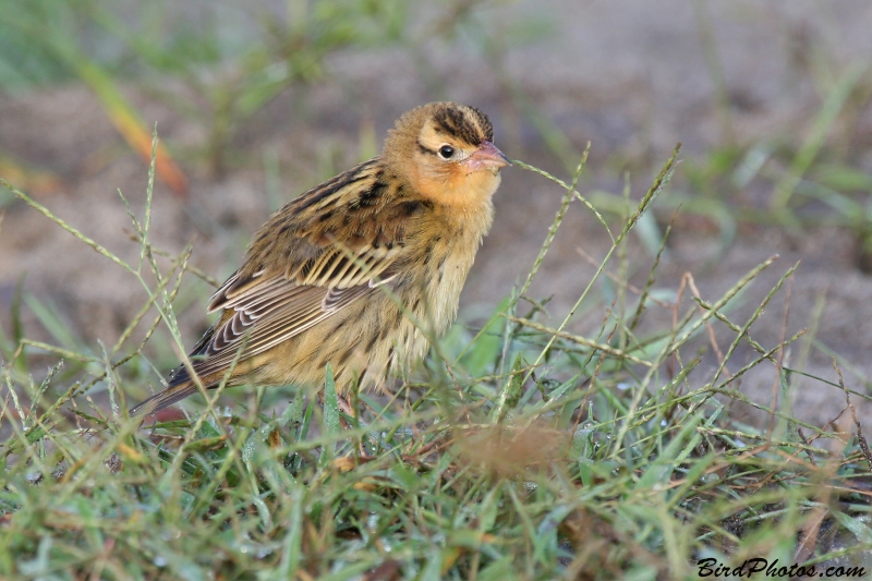 Bobolink