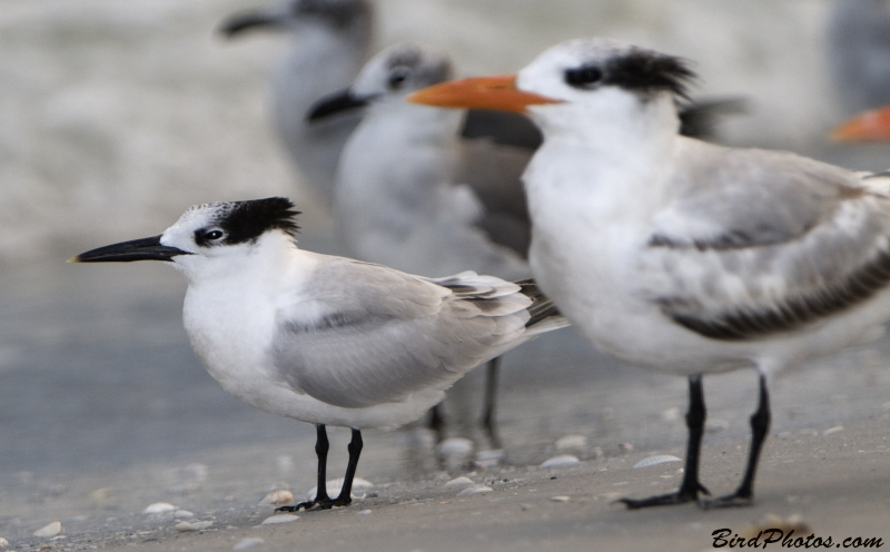 Cabot's Tern