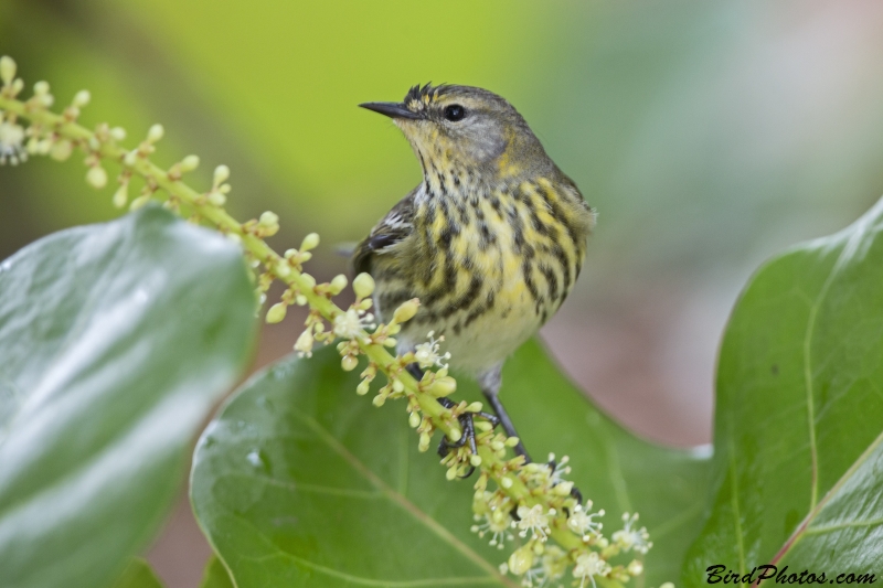 Cape May Warbler