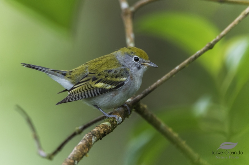 Chestnut-sided Warbler