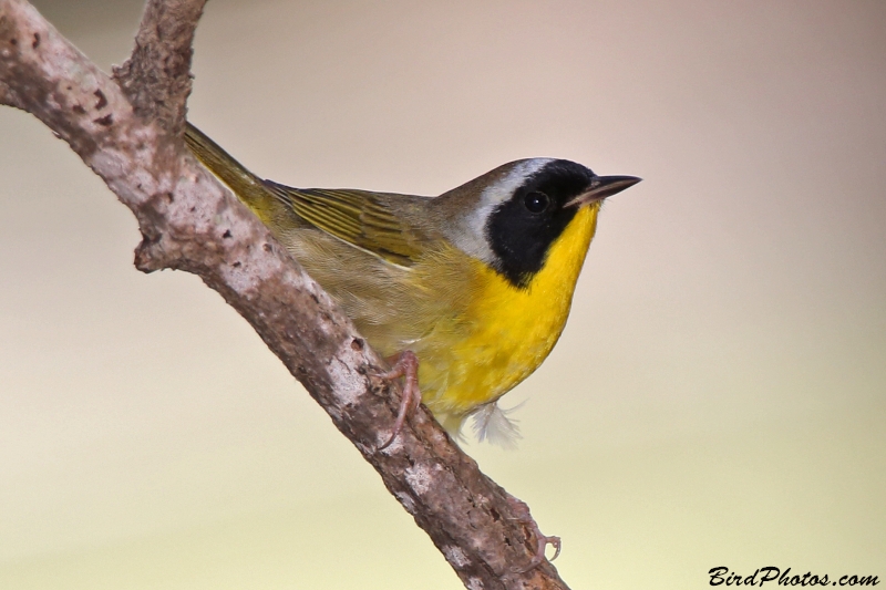 Common Yellowthroat