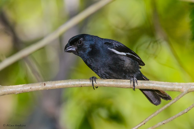 Cuban Bullfinch