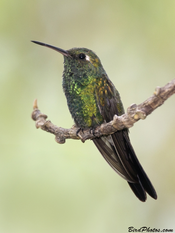 Cuban Emerald