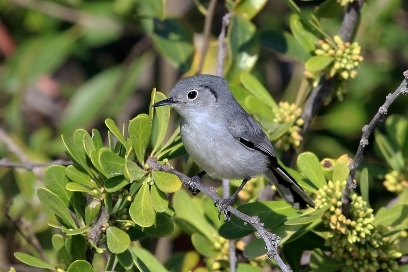 Cuban Gnatcatcher