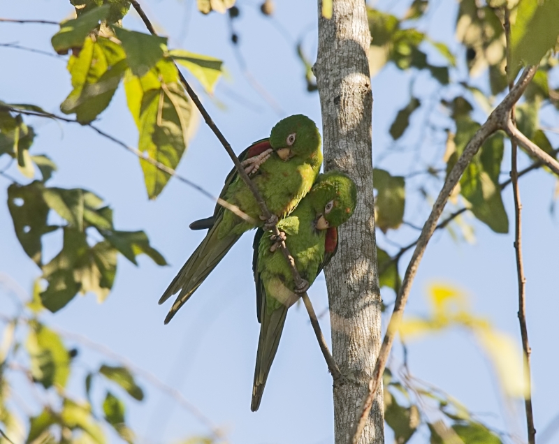 Cuban Parakeet