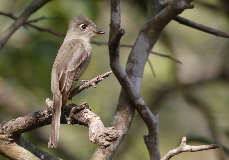 Cuban Pewee