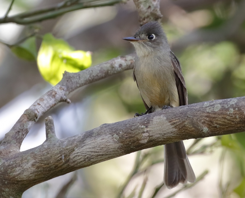 Cuban Pewee