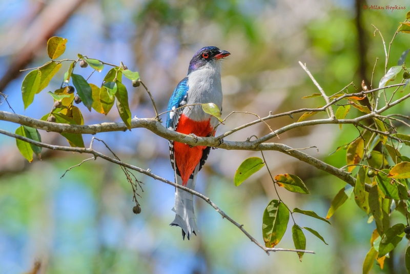 Cuban Trogon