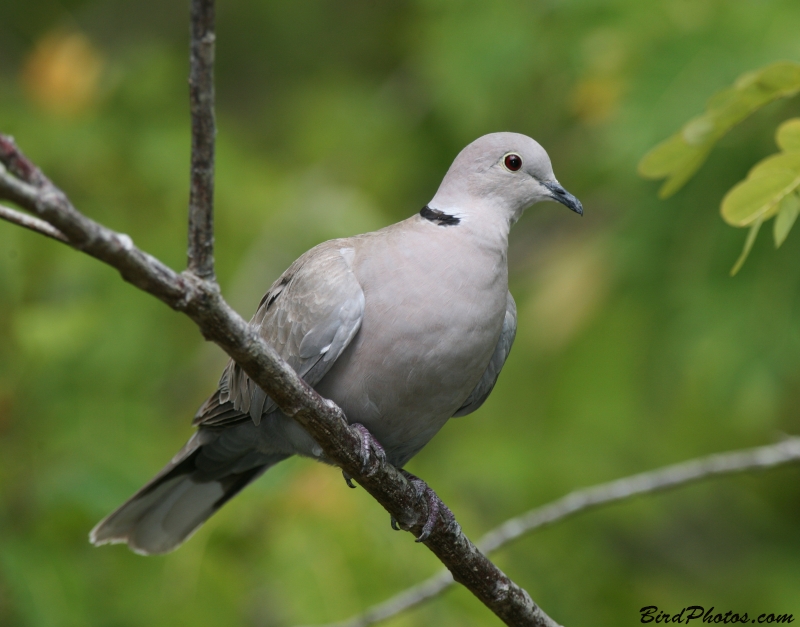 Eurasian Collared Dove