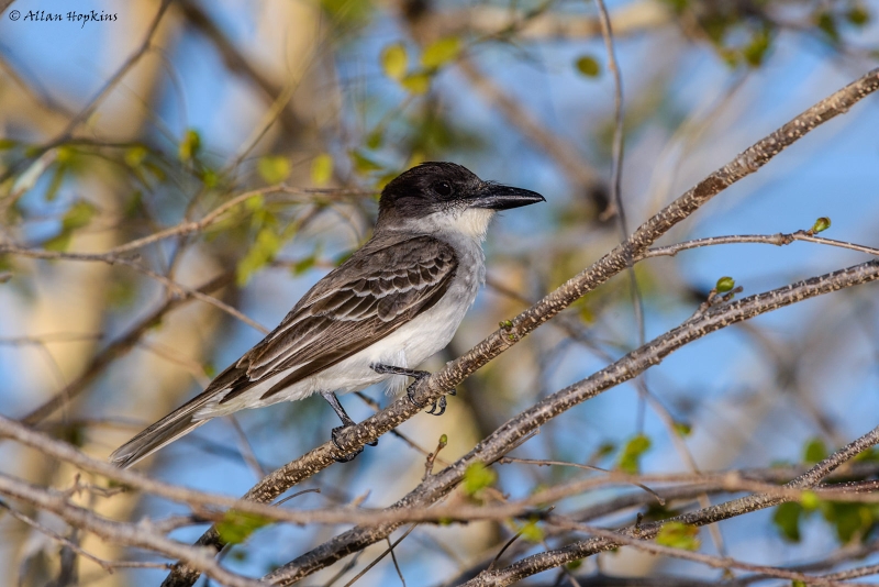 Giant Kingbird