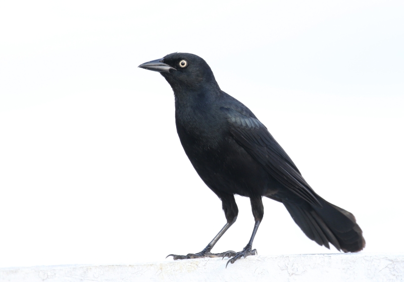 Greater Antillean Grackle