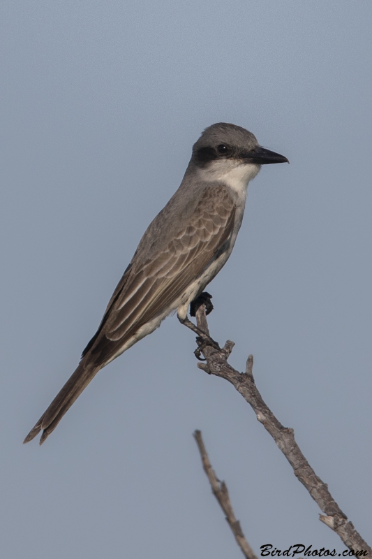 Grey Kingbird