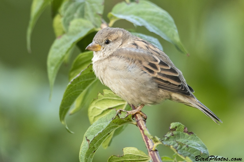 House Sparrow