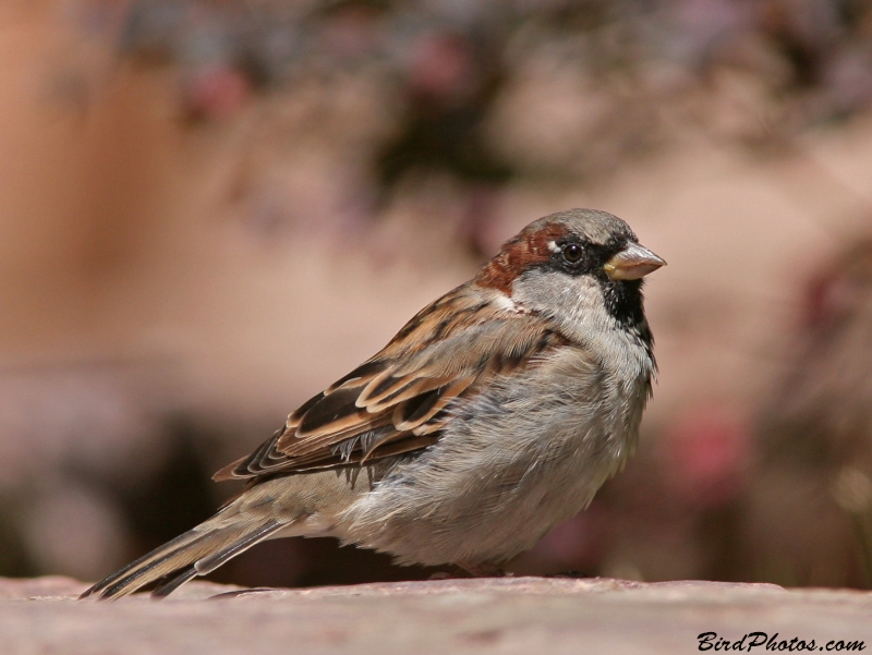 House Sparrow