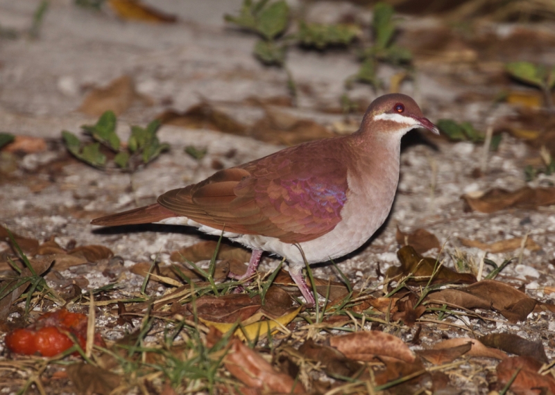 Key West Quail-Dove