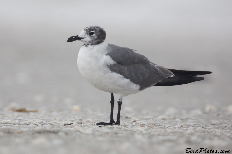 Laughing Gull