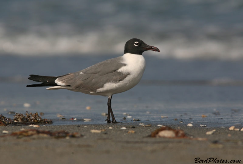 Laughing Gull