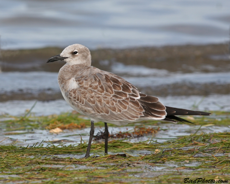 Laughing Gull