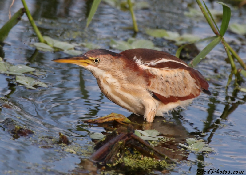 Least Bittern