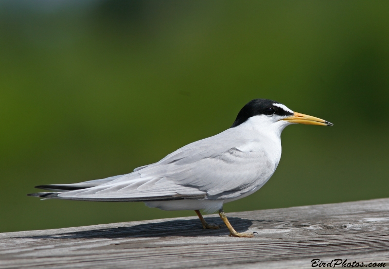 Least Tern