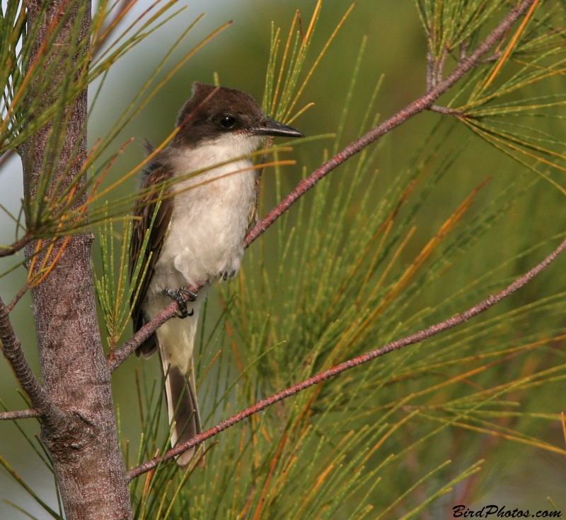 Loggerhead Kingbird