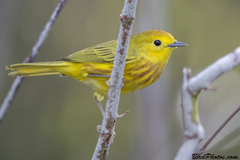 Mangrove Warbler