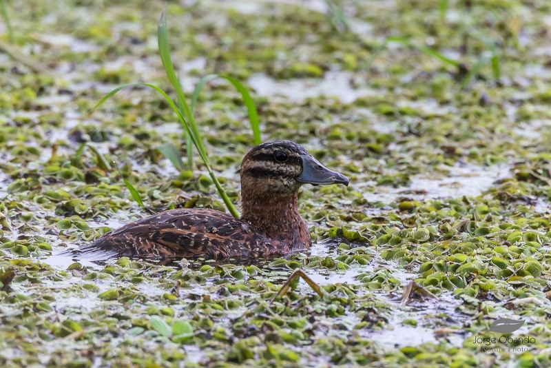 Masked Duck