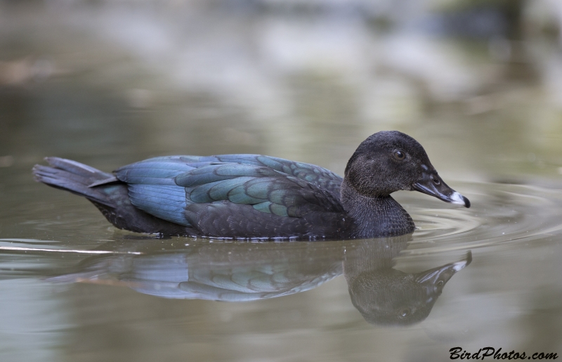 Muscovy Duck