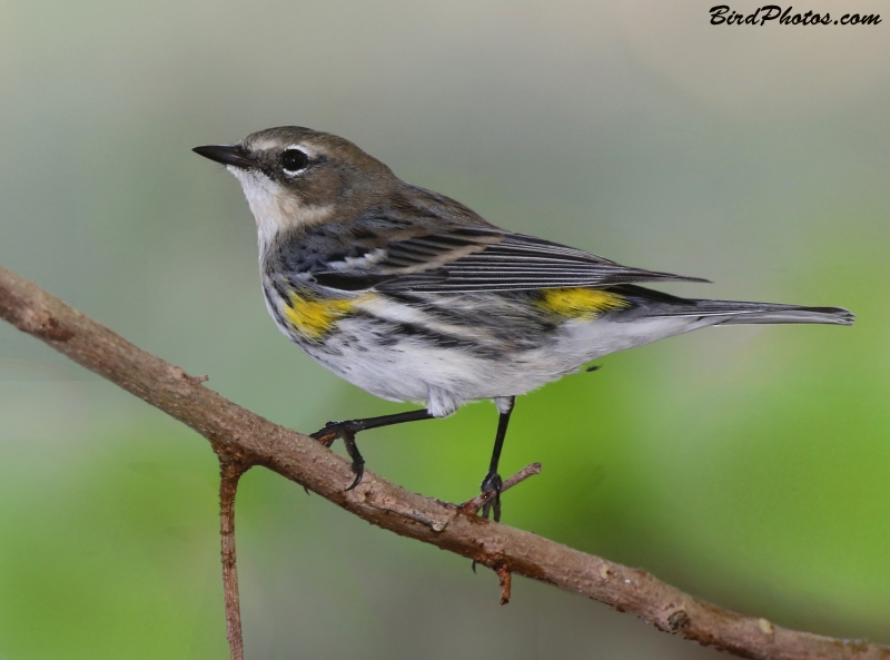 Myrtle Warbler