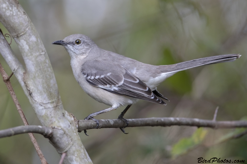 Northern Mockingbird